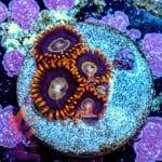 Rainbow Hornet - Image 5