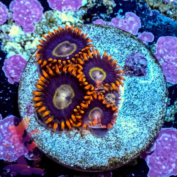 Rainbow Hornet - Image 5