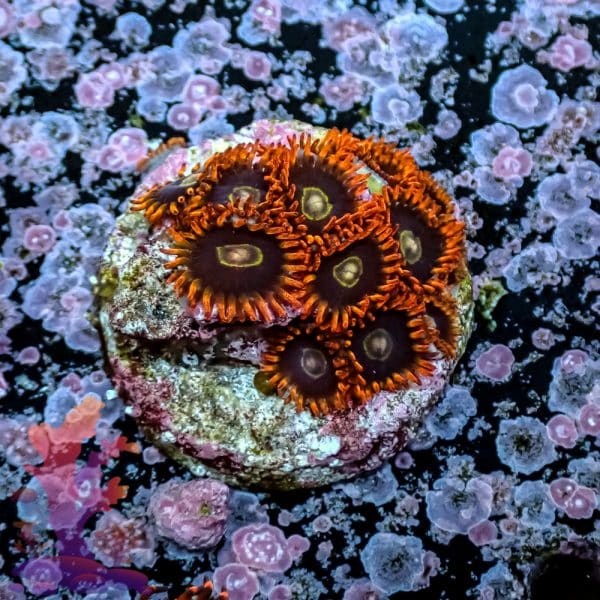 Rainbow Hornet - Image 6