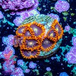 Rainbow Hornet - Image 8