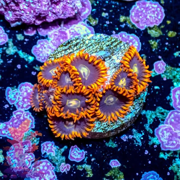 Rainbow Hornet - Image 8