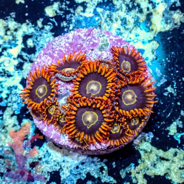 Rainbow Hornet - Image 9