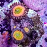 Rainbow Infusion - Image 10