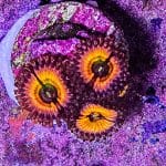 Rainbow Infusion - Image 2