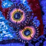 Rainbow Infusion - Image 3