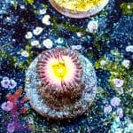 Rainbow Infusion - Image 4