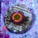 Rainbow Infusion - Image 5