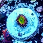 Rainbow Infusion - Image 6