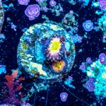 Rainbow Infusion - Image 7