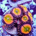 Rainbow Infusion - Image 8