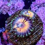 Rainbow Infusion - Image 9