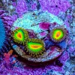 Rasta