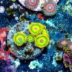 Rasta - Image 5