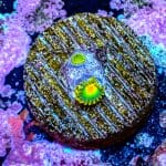 Rasta - Image 7