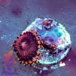 Sundial Morph - Image 10