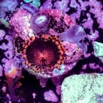 Sundial Morph - Image 2