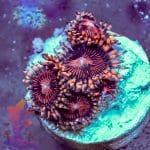 Sundial Morph - Image 6