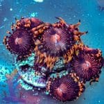 Sundial Morph - Image 9