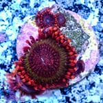 Twizzler - Image 7