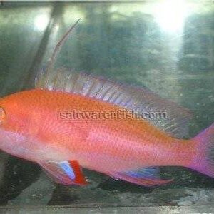 Randalli Anthias - Female