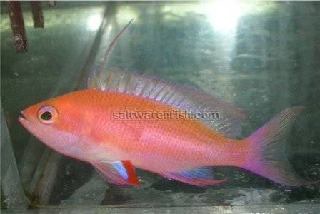 2576_randa-2.jpg Randalli Anthias - Female - Image 1