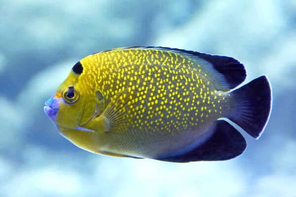 Goldflake Angelfish - Image 1