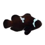 Midnight/Mochacino Lightning Clownfish Pair - Image 2