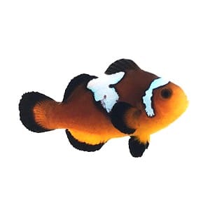 Midnight/Mochacino Lightning Clownfish Pair