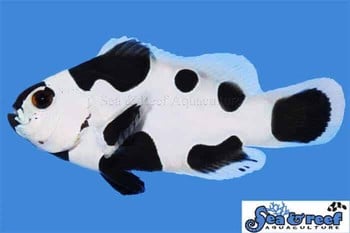 sr_new_blackwhite_clownfish.jpg Blackstorm/Absolute Zero Frostbite Clownfish Pair - Image 1