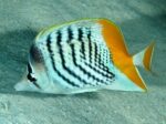 Atoll ( Mertens ) Butterfly