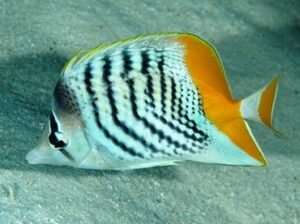 Atoll ( Mertens ) Butterfly