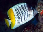 Atoll ( Mertens ) Butterfly - Image 2