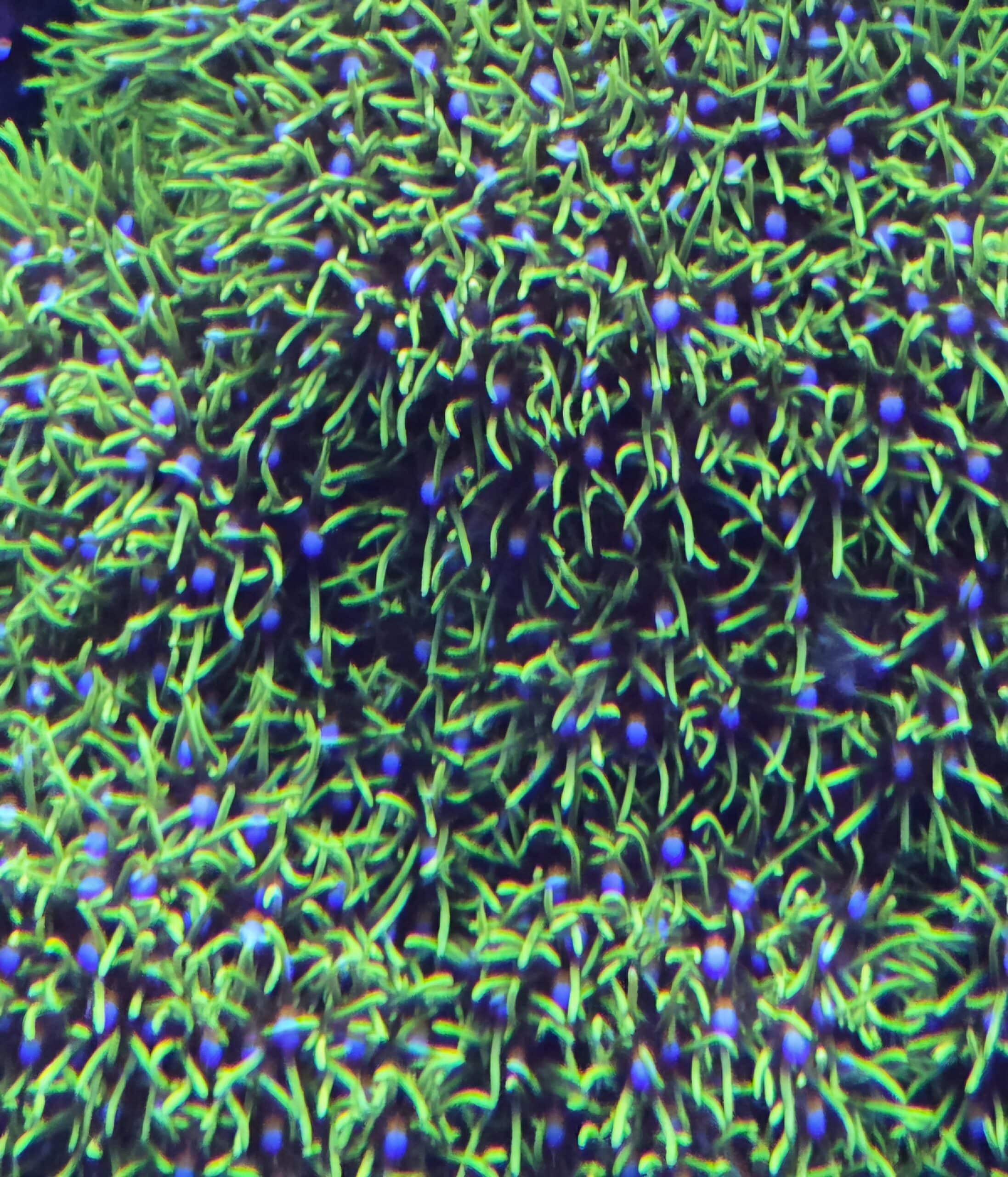 GSP frag