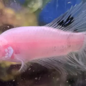 Ghost Koi Betta