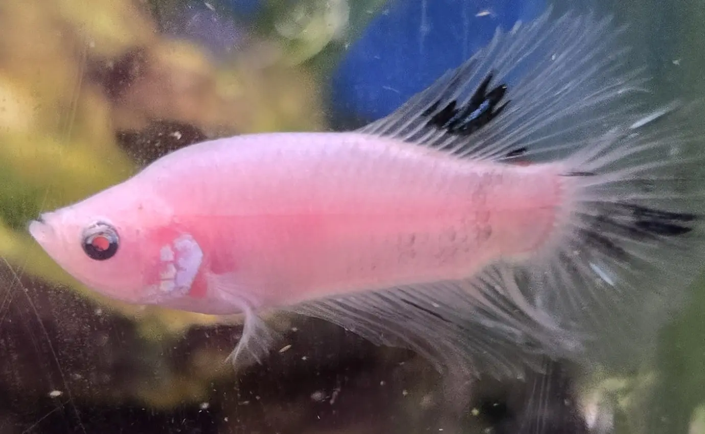 Ghost-Koi.jpg Ghost Koi Betta - Image 1