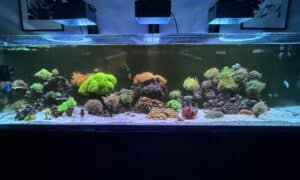 Waterbox Infinia Frag 155