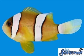 Clarkii Clown Pair (Proven Breeder)